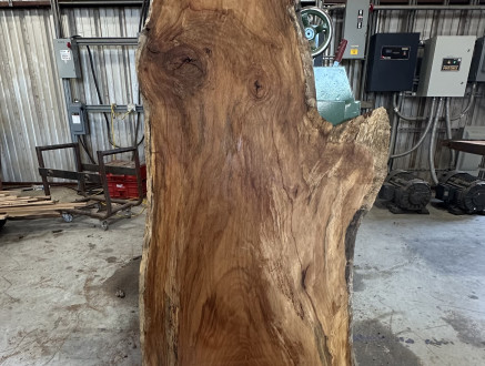 sycamore #61 BlackHawk